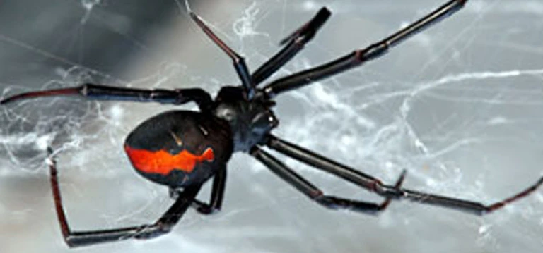 red back spider