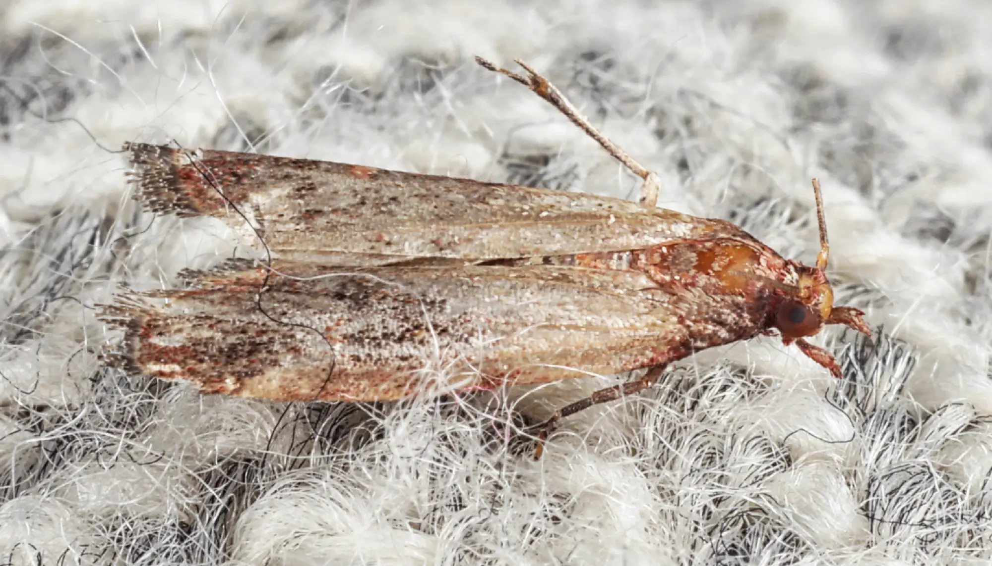  Tineola bisselliella