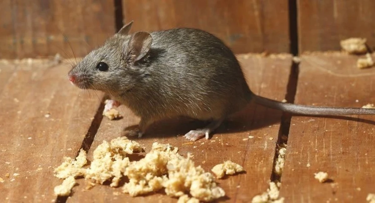 Souris