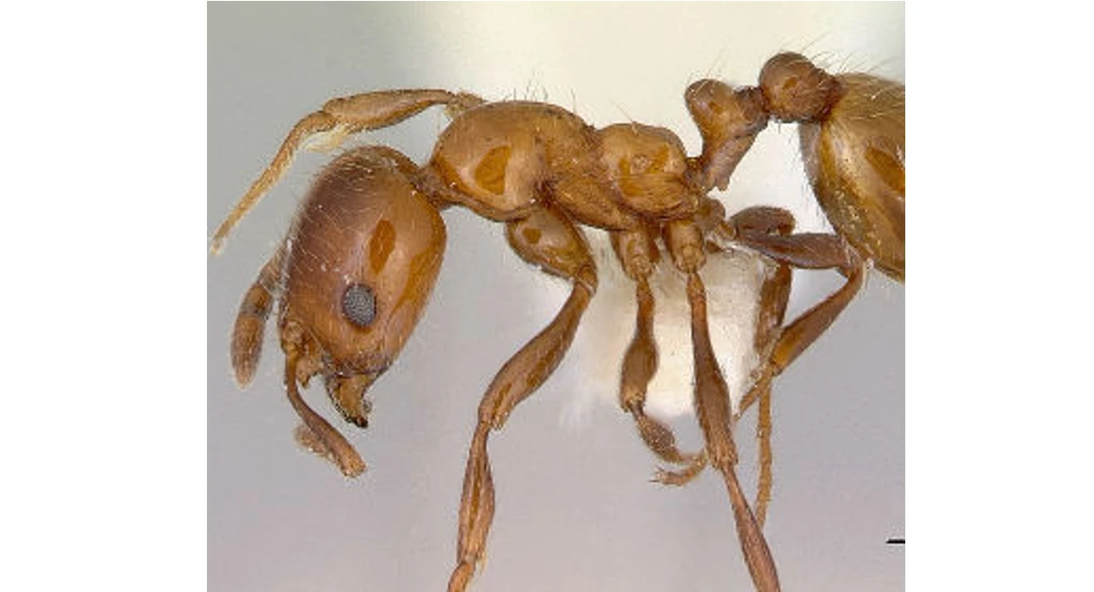 Southern ant