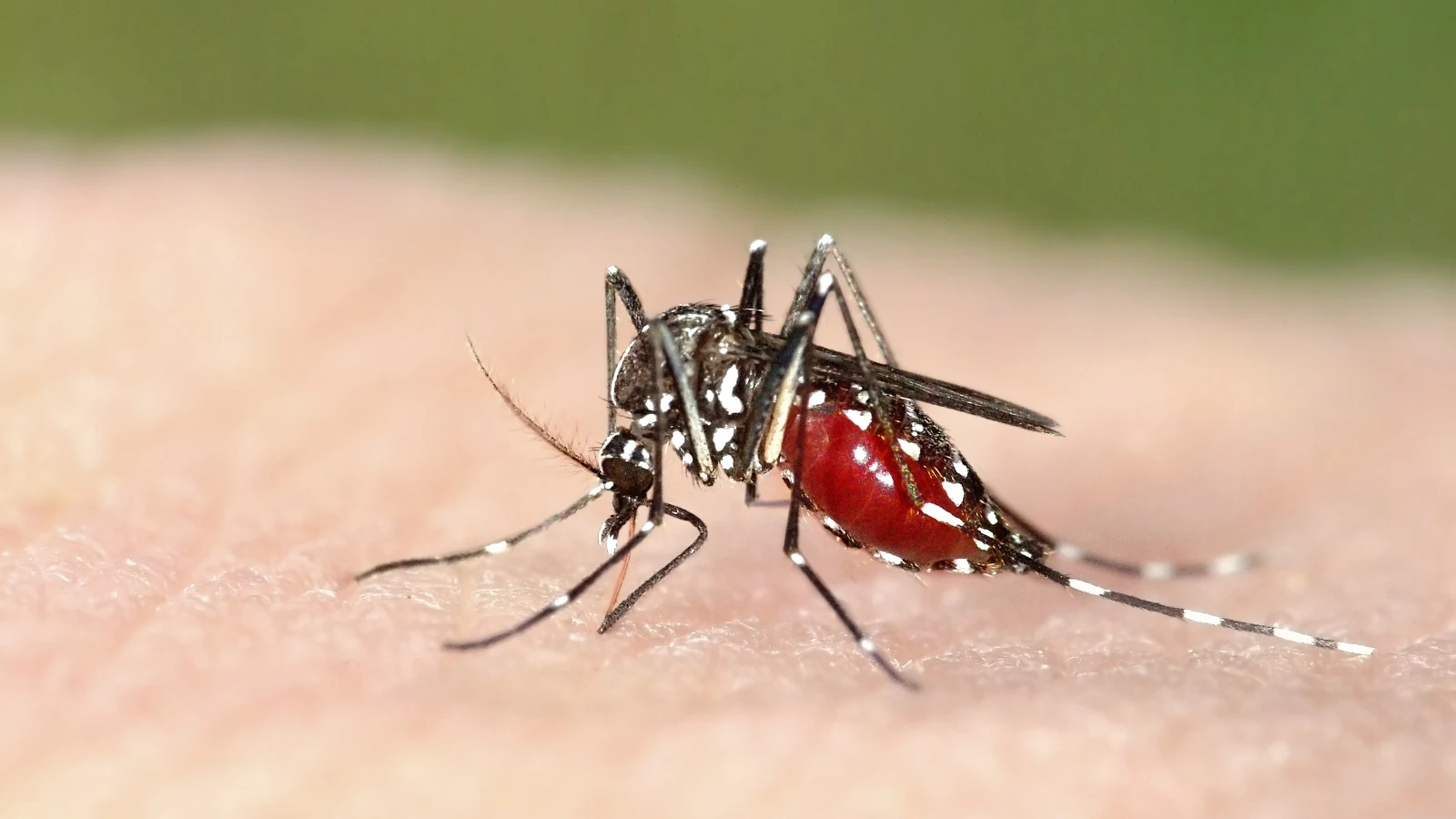 mosquito on a green leaf