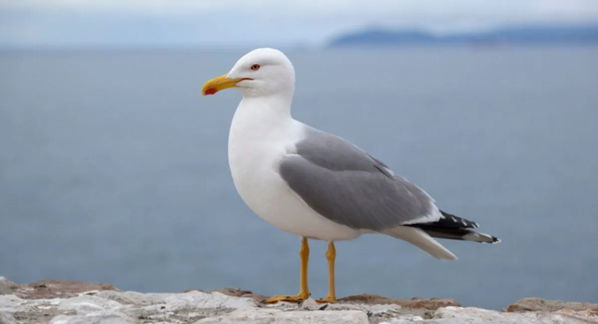 Seagulls