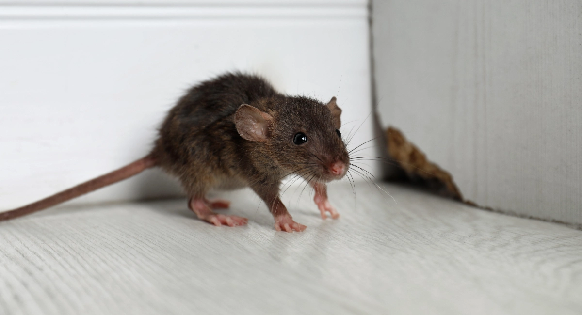 Tikus suka bersembunyi di tempat yang sulit dijangkau manusia
