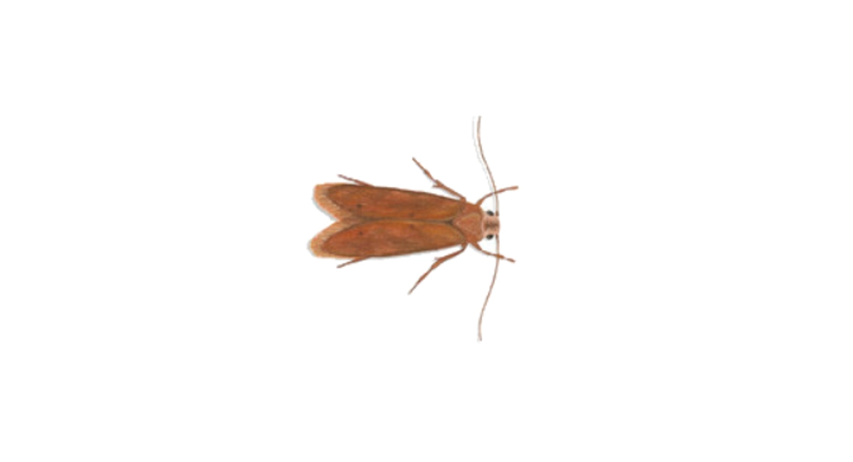 grain moth