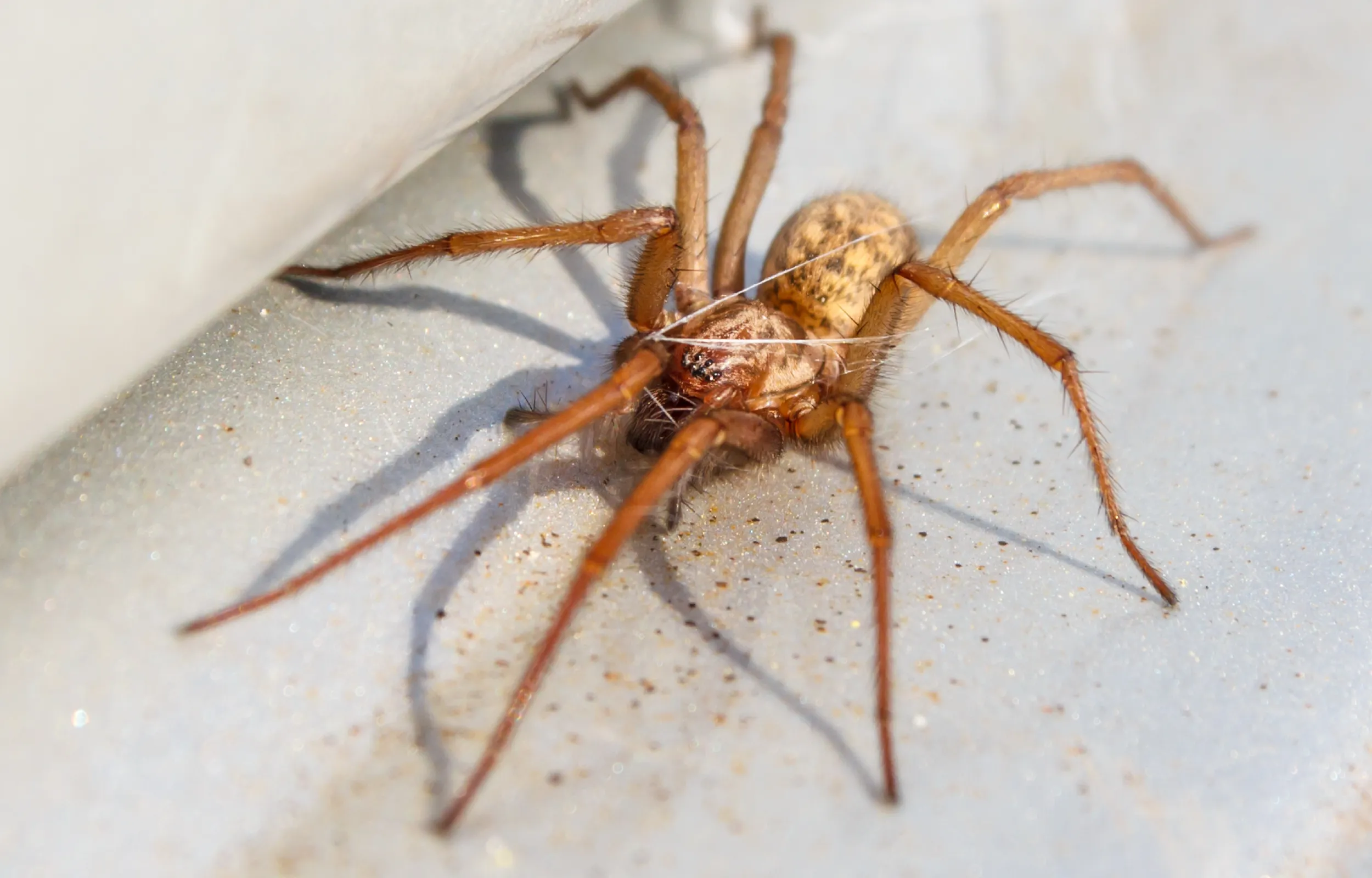Common house spider