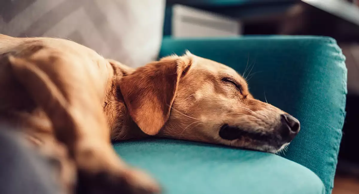 perro durmiendo