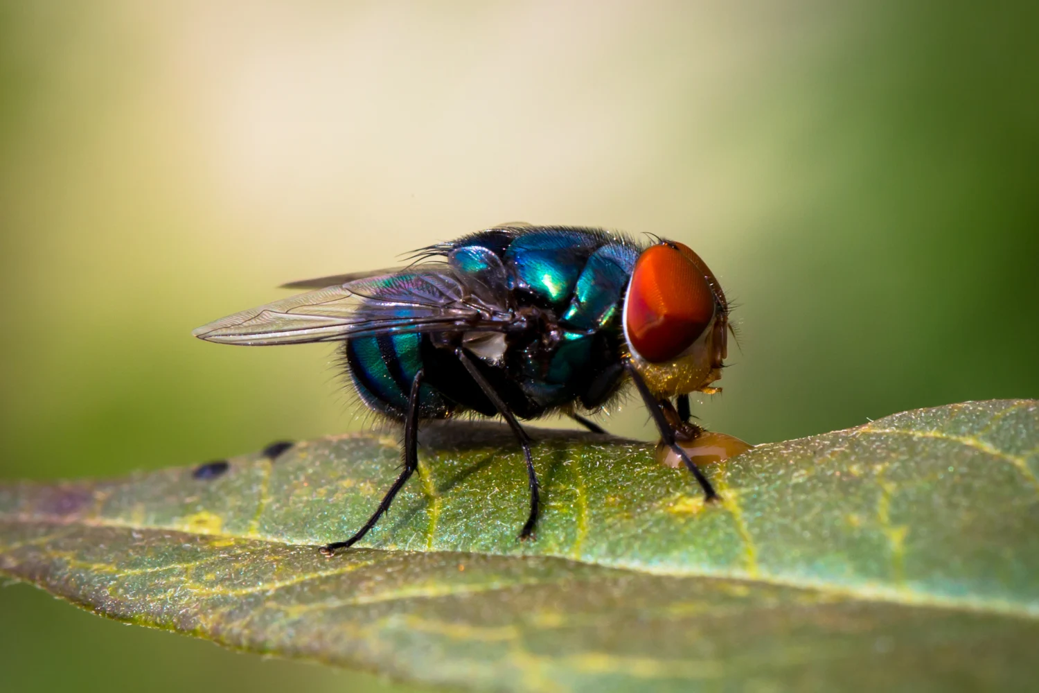 แมลงวันหัวเขียว (Bluebottle Fly)