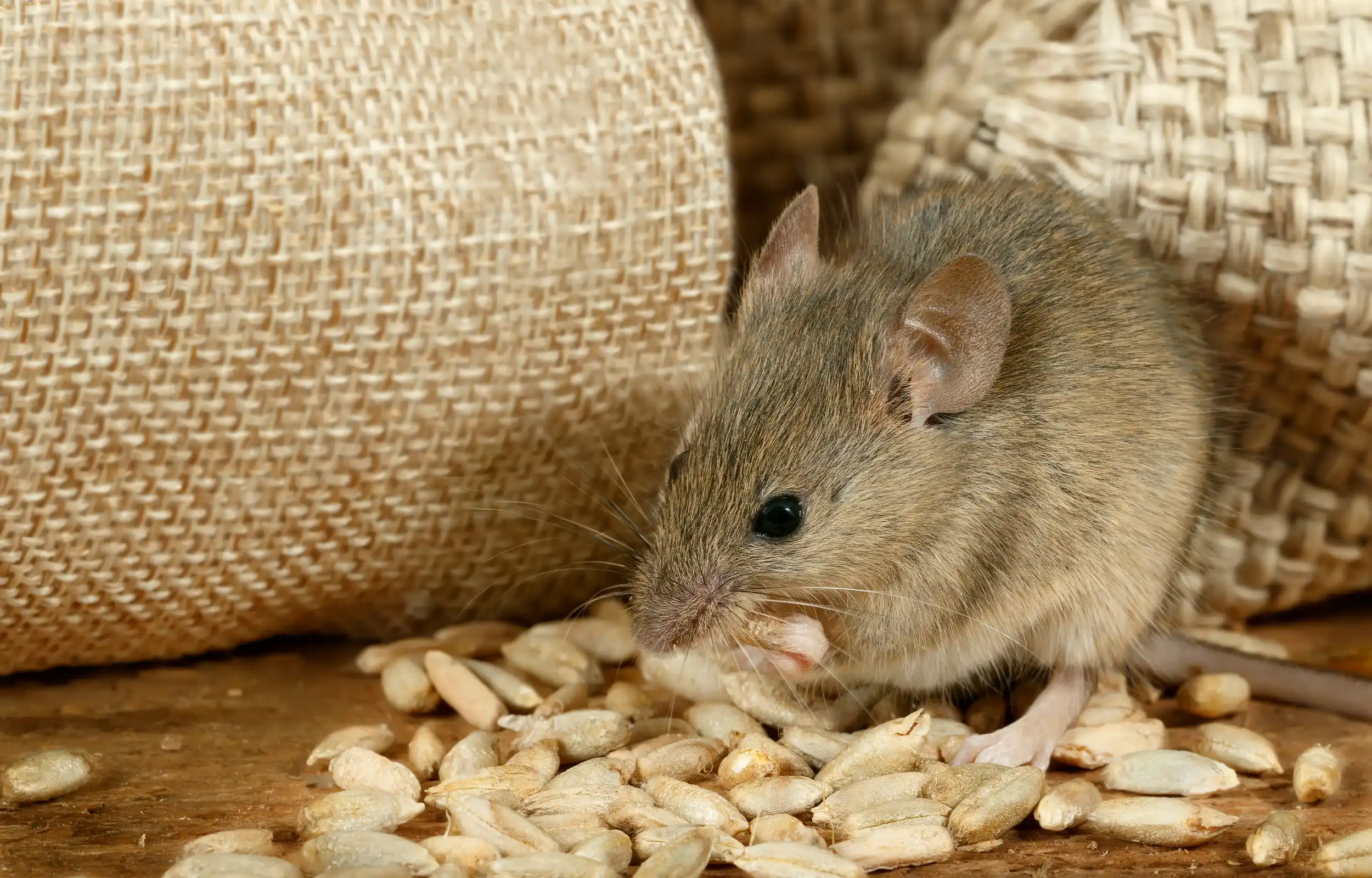 Rats are intelligent and social creatures