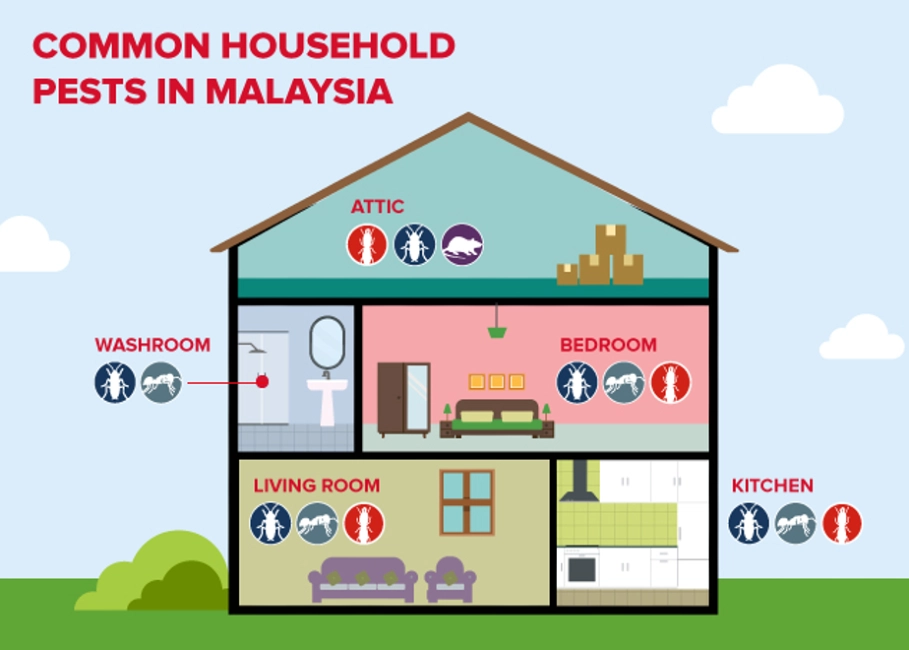 Common household pests