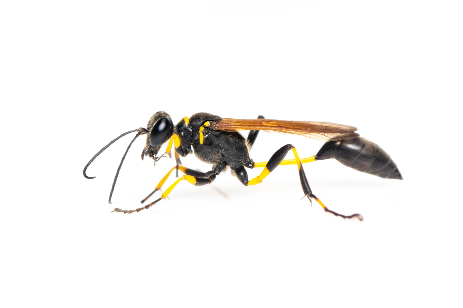 Mud dauber wasps