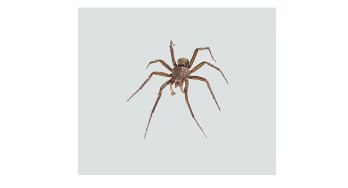 Vagrant spider