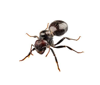 ant