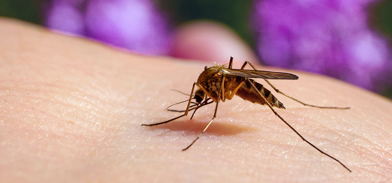 lutter contre les moustiques
