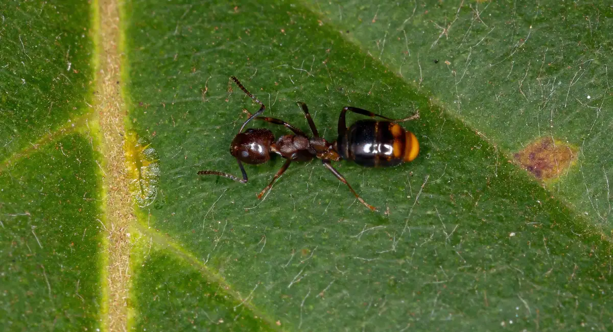 odorous-ant