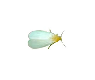 White fly