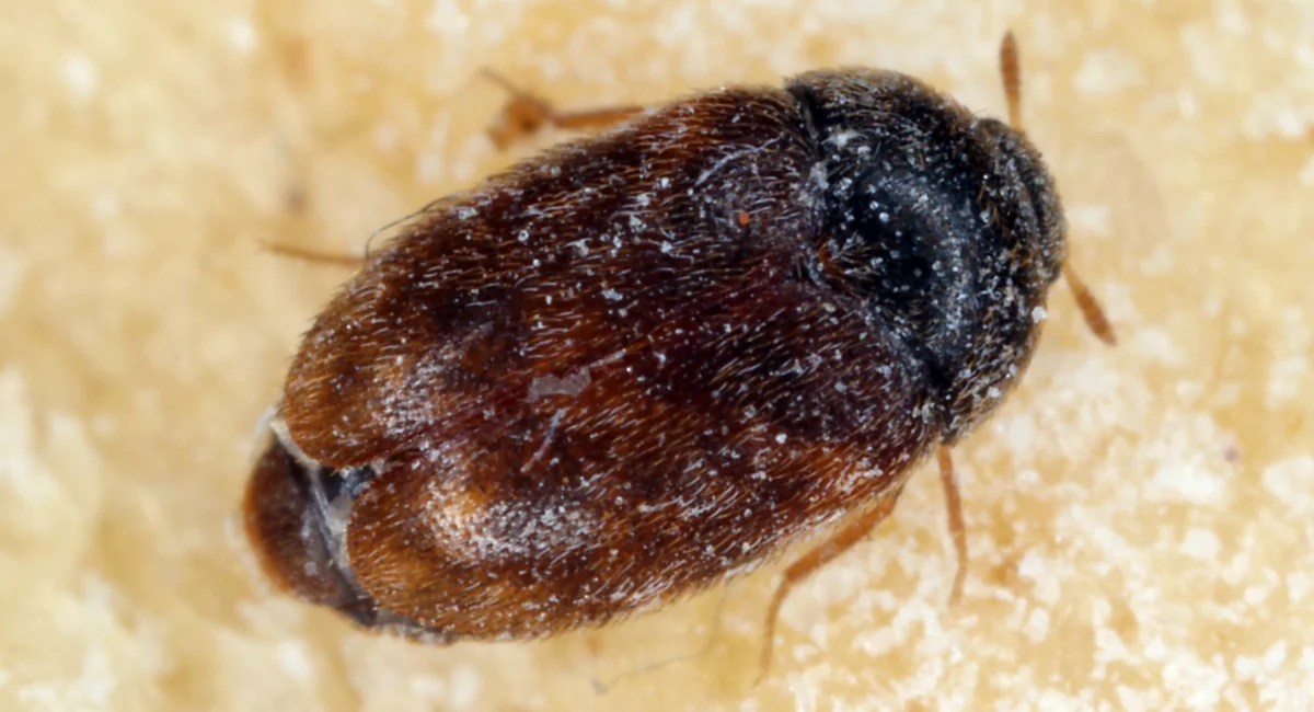 trogoderma granarium