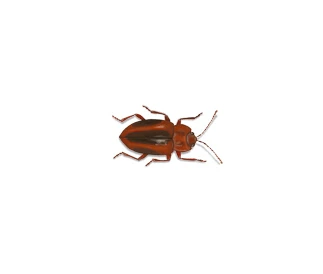 Escarabajo de los hongos