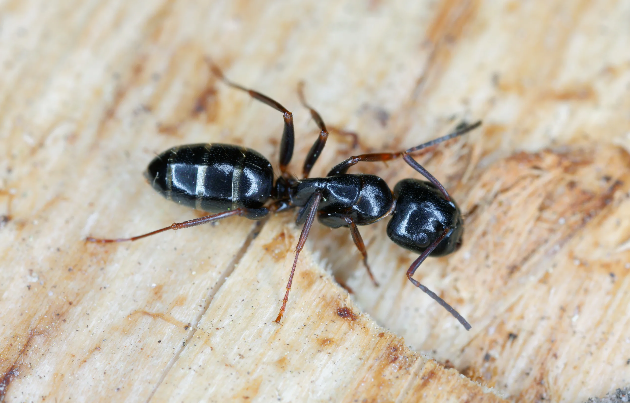 Houtmier - Camponotus spp