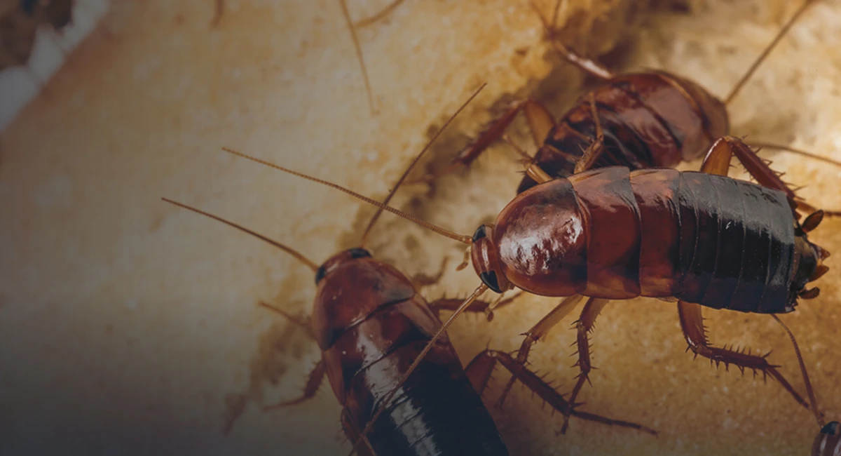 cockroach-droppings-identification