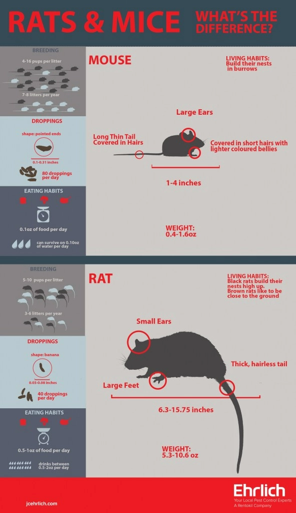 rats-vs-mice-infographics