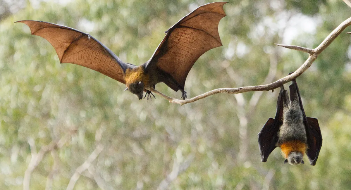 Bat flying off a branch while another hangs upside down