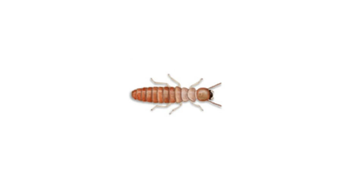 The New Zealand drywood termite