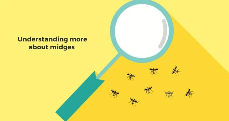 Mosquitoes And Midges The Same What Are Midges