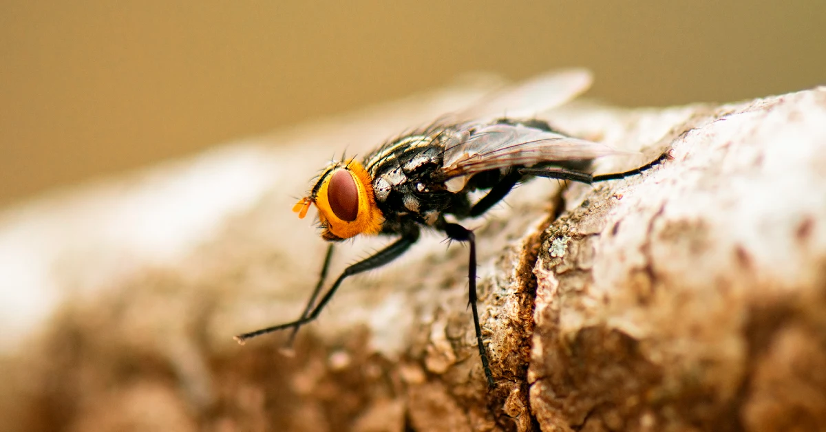 Musca vetustissima