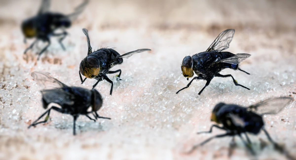 Flies on sugar