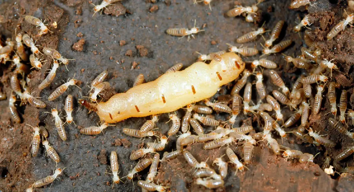 queen termite