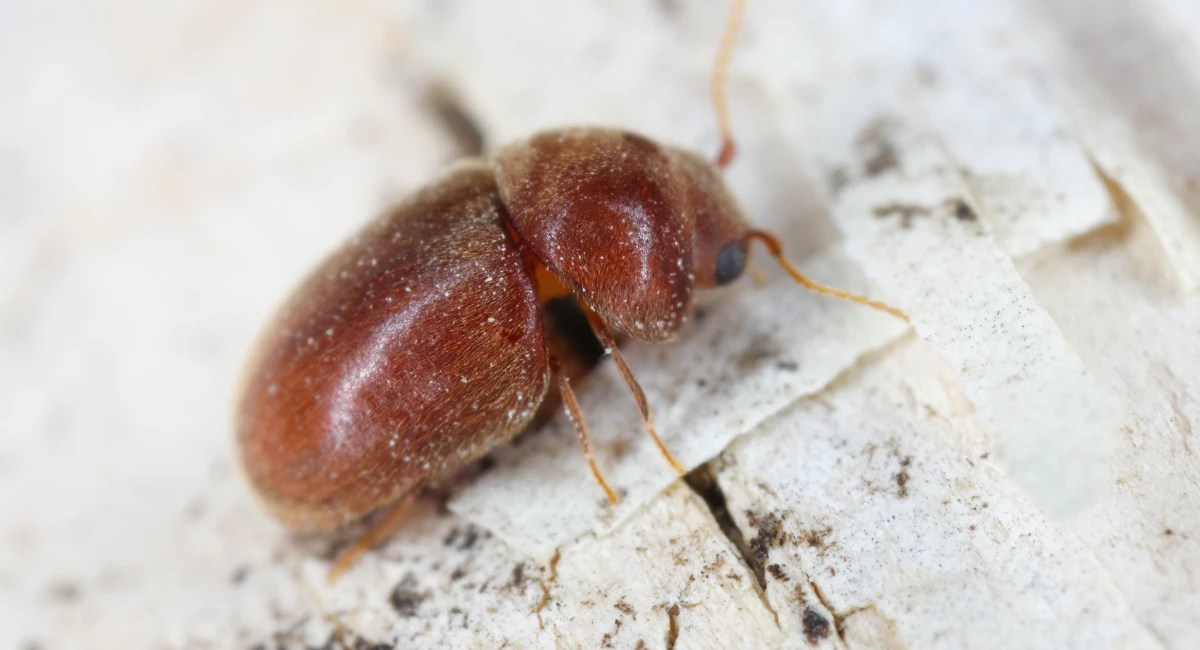 Gnathocère cornu