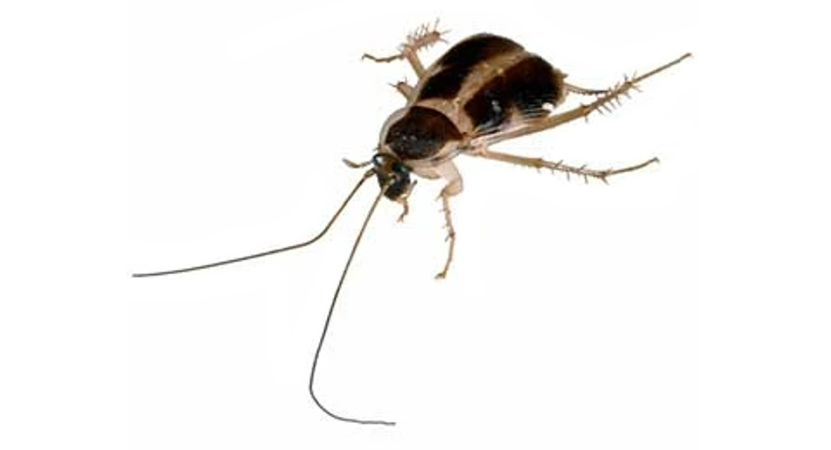 brown-banded-cockroach