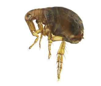 Bird Flea
