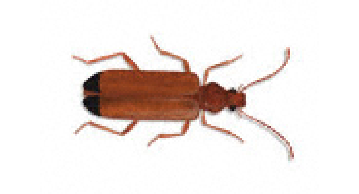 Common furniture beetle