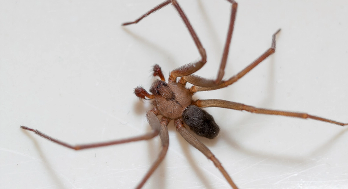 Brown spider