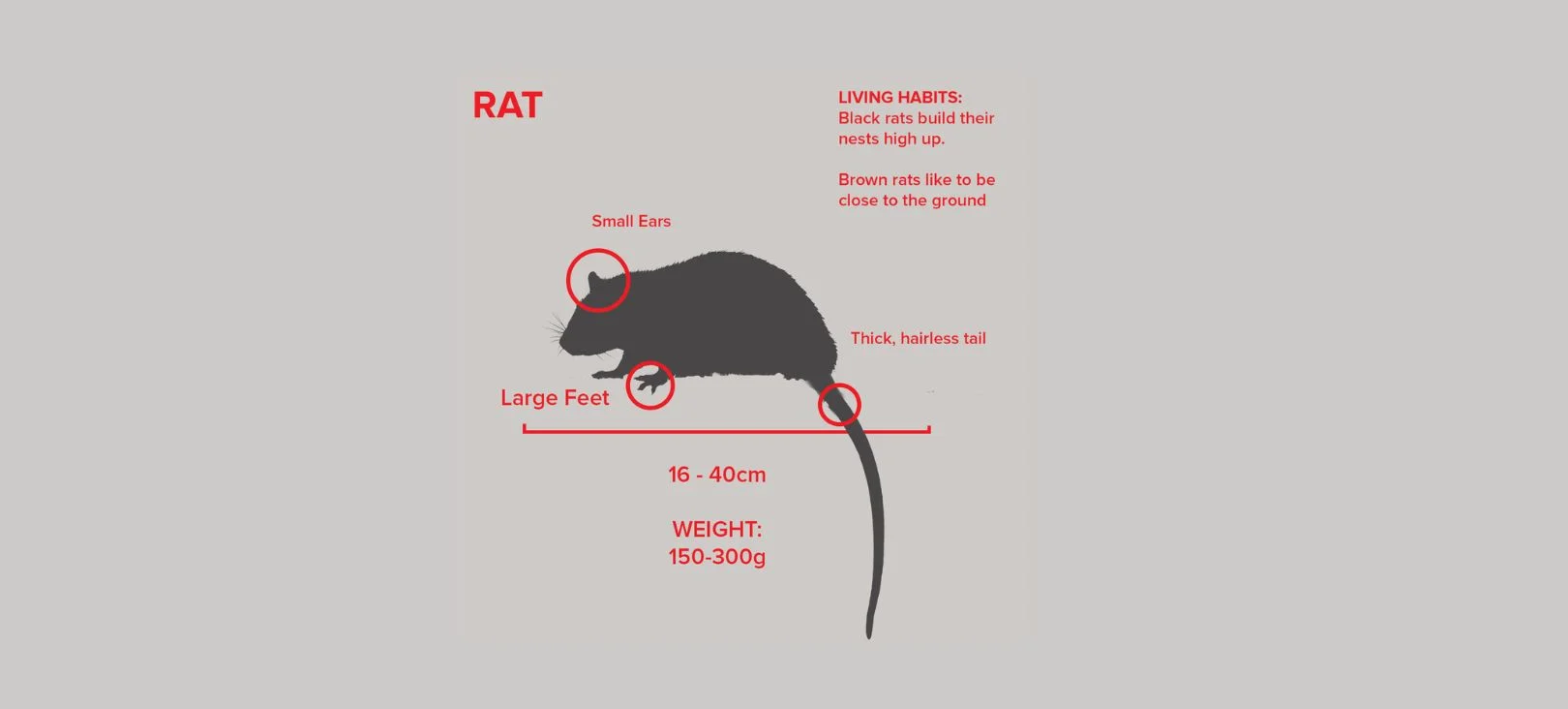 basics of rat species