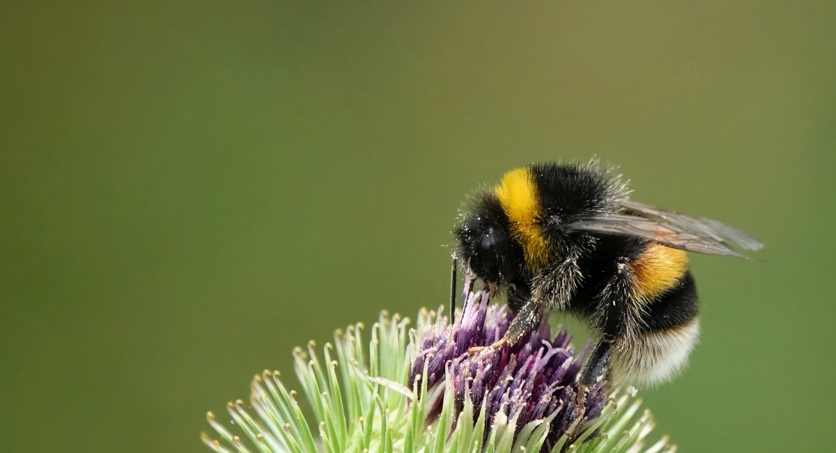 Hummel auf Blüte