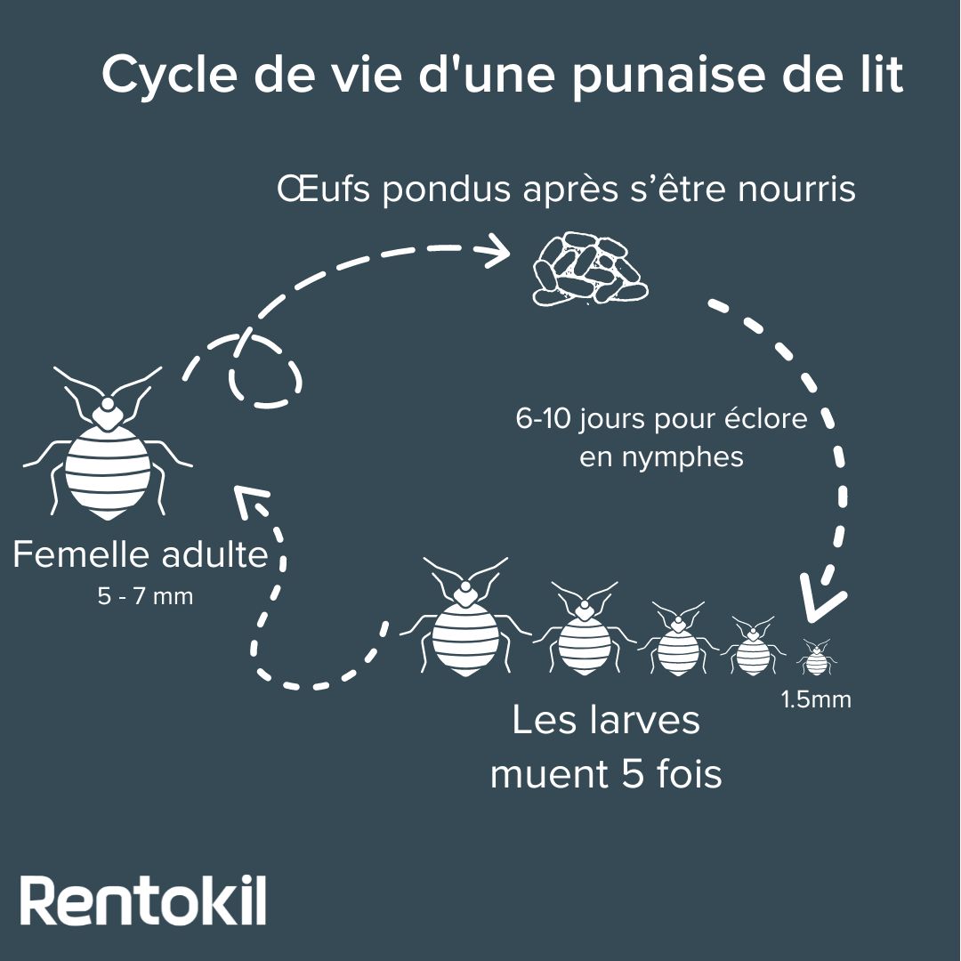rentokil-image-colleagues-lumnia