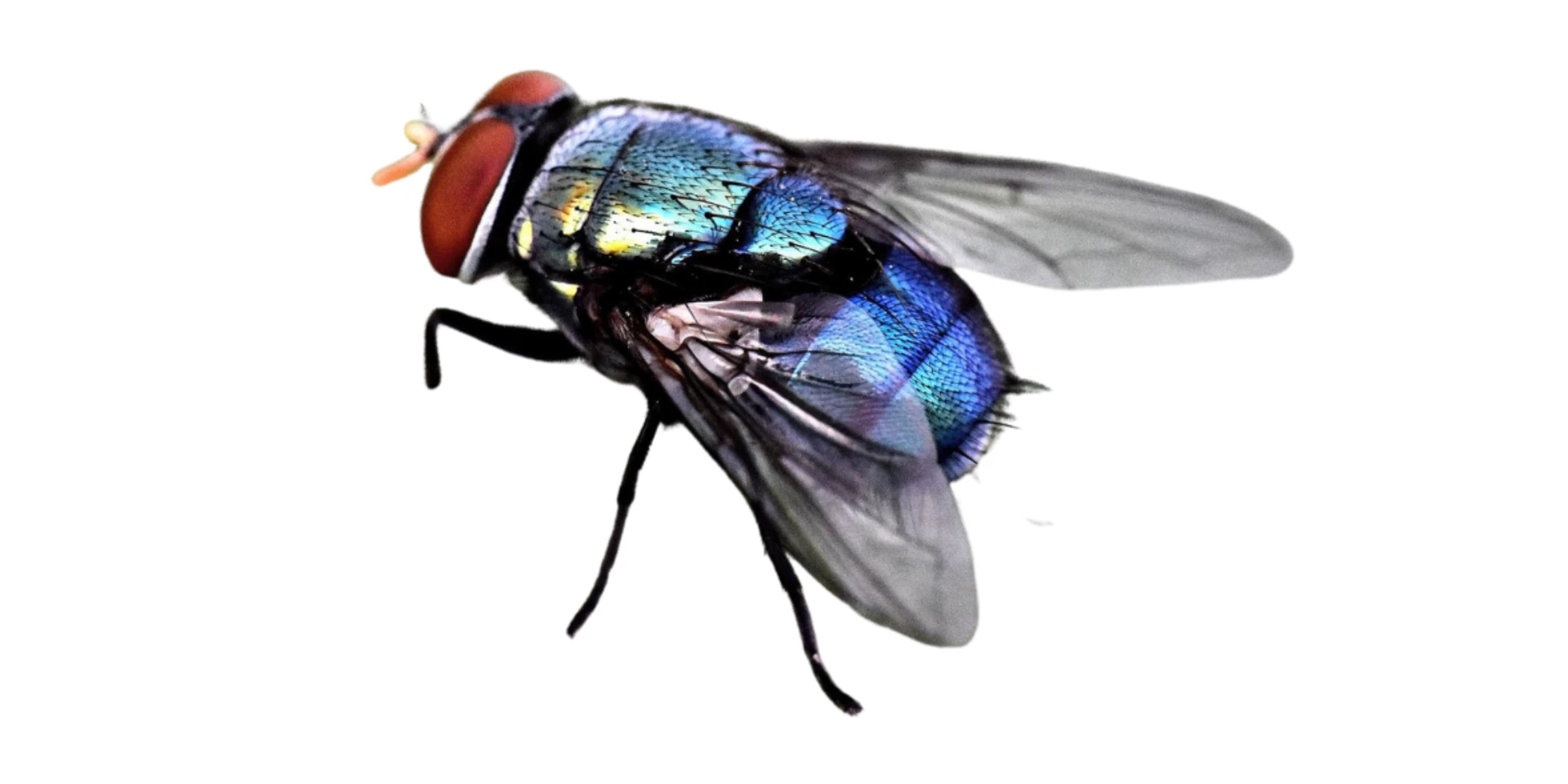 Mosca blu della carne