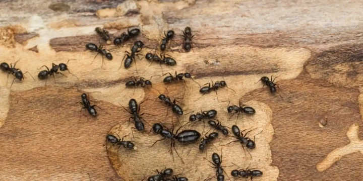 Ants