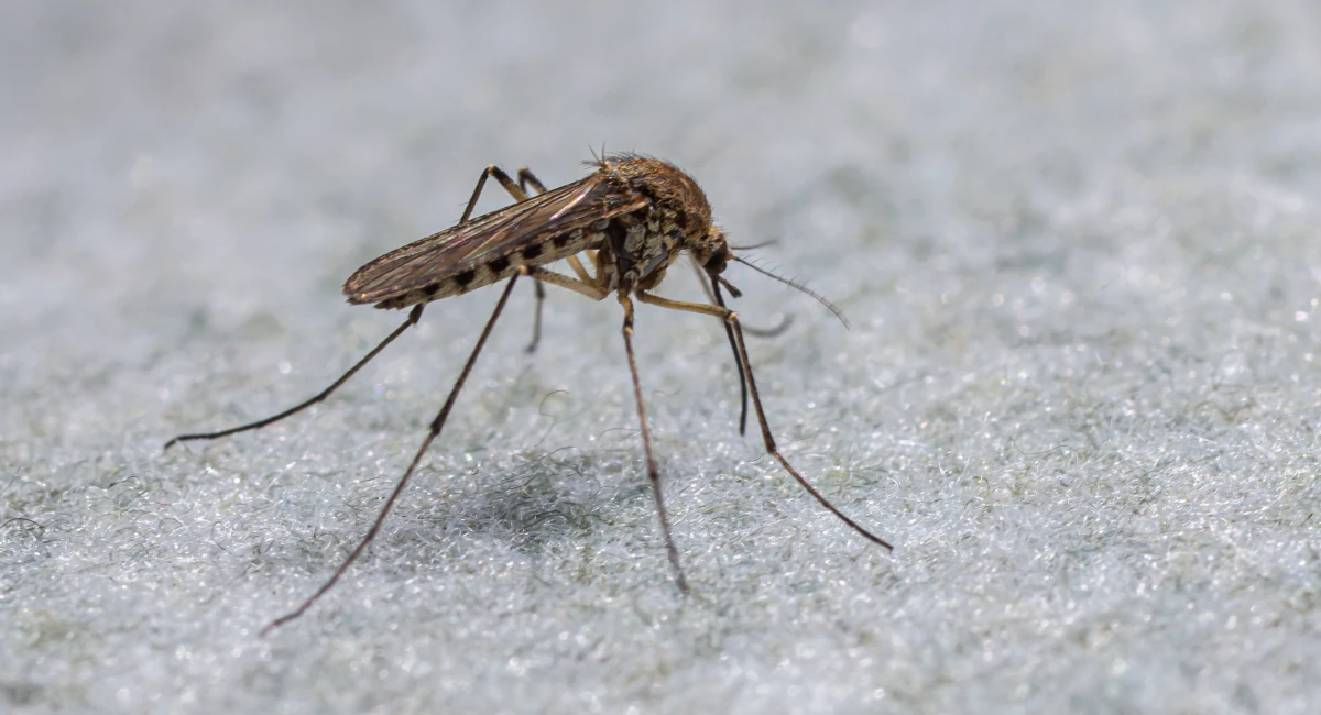 Culex pipiens