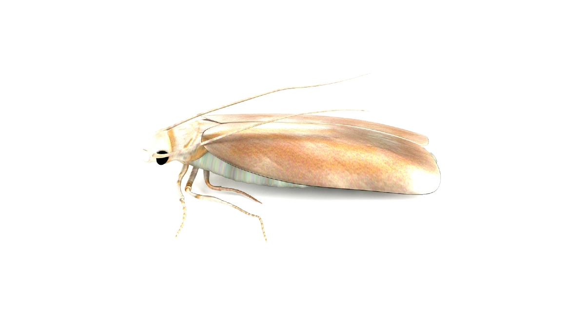 Webbing clothes moth