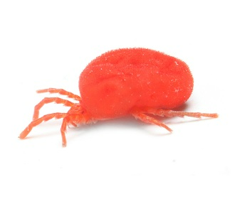 Ragnetto rosso delle piante