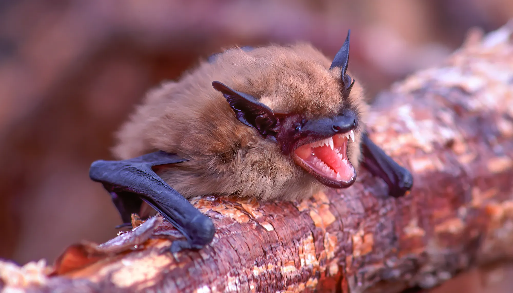 chauves-souris