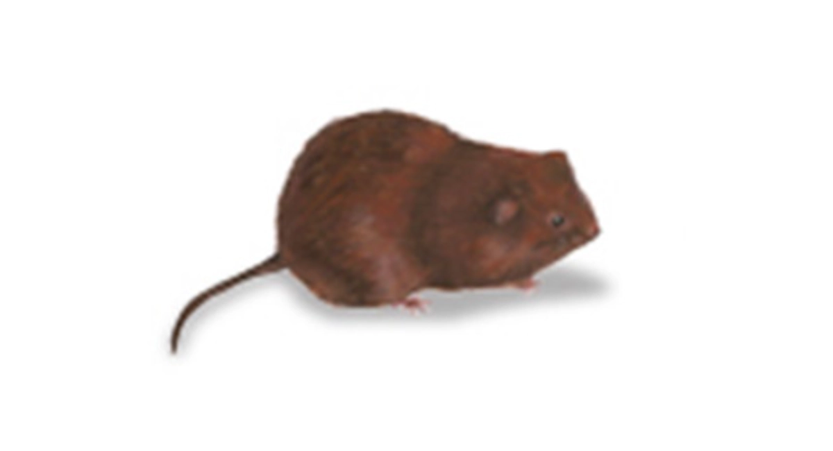 Grassland Vole