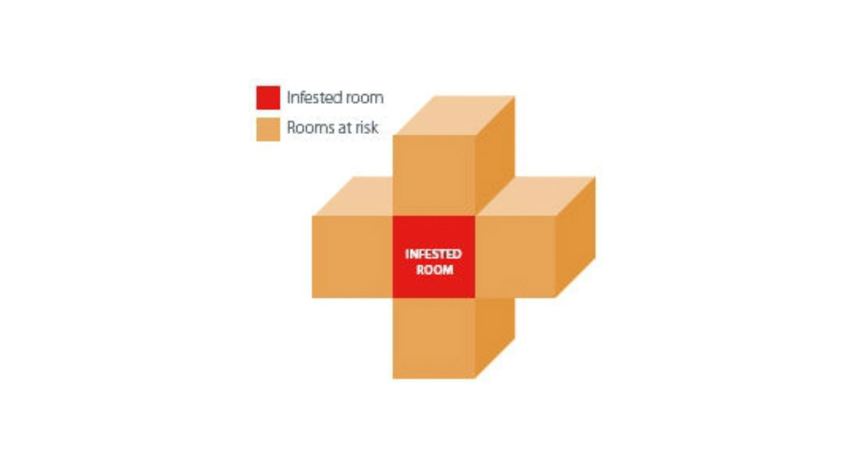 bedbug treatment chat