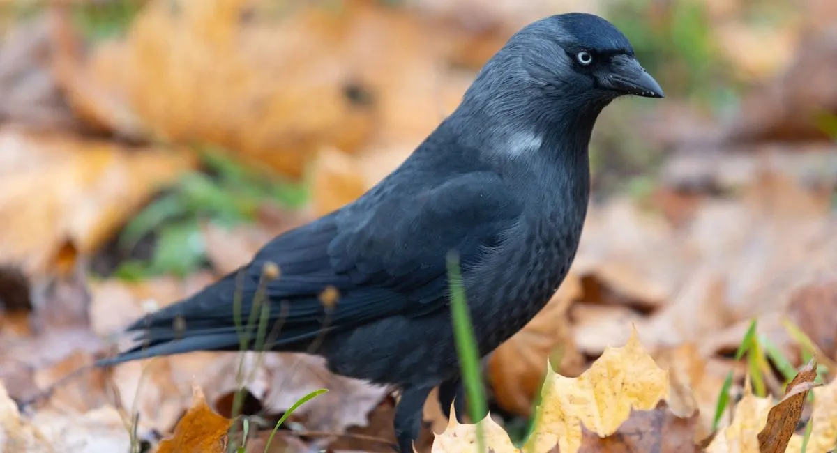 corvus monedula