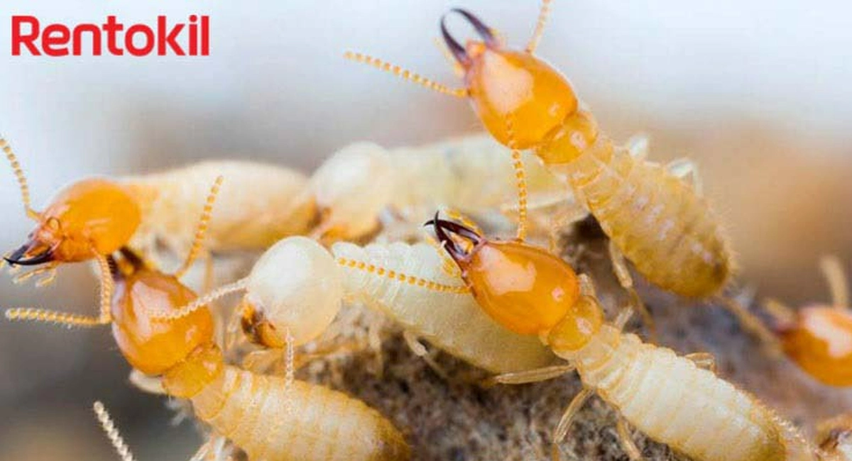 cách diệt mối tận gốc bằng dầu hỏa