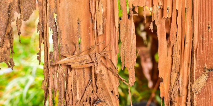 Pest affected wood