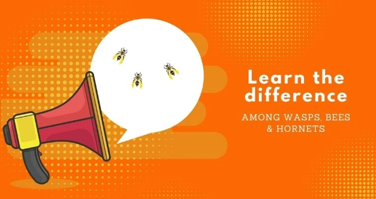 Wasps Bees Hornets Pest Difference